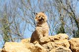 CAIRN TERRIER 070